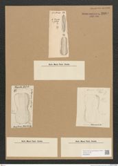 Diatomeae indet. Zeichnungen Sammlung Grunow Nr. 2604 (NHMW-BOT-W0369800)